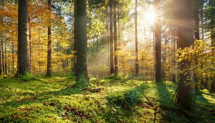 Obraz premium beautiful forest scene in day light in autumn
