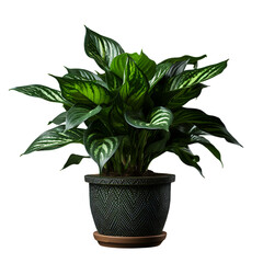 Obraz premium Aglaonema
