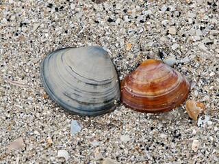 Zwei unterschiedliche Muscheln am dänischen Nordseestrand