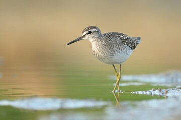 Wood sandpiper Tringa glareola bird rain water in pond wetland wading shorebirds waders young nature wildlife cute darling, beautiful animal, lovely animal, ornithology, fauna wildlife Europe