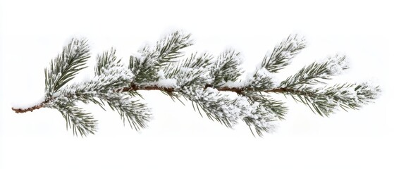 Obraz premium Snow-Covered Pine Branch with Green Needles on White Background