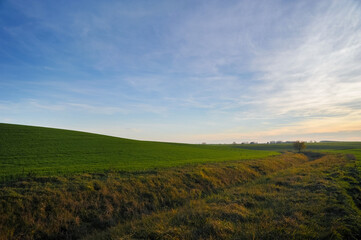 Obraz premium green field of winter wheat and beautiful sky in autumn