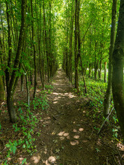 Baumallee beim wandern entdeckt