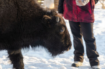 Close up of black bison in snow with man in background interacting with wildlife © sjv156