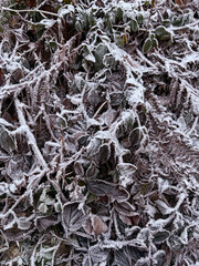 Frozen plants and leaves adorned with frost and ice, creating a magical wintery landscape. Ideal for backgrounds emphasizing cold weather and seasonal beauty