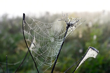 Cobwebs in the dew in the morning in the field. The spider's web.