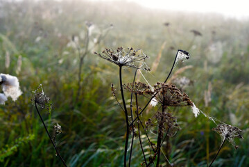 Cobwebs in the dew in the morning in the field. The spider's web.