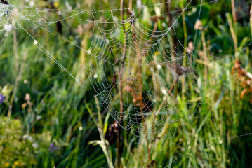 Cobwebs in the dew in the morning in the field. The spider's web.