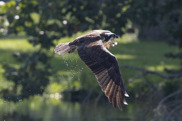 Fototapeta premium Osprey