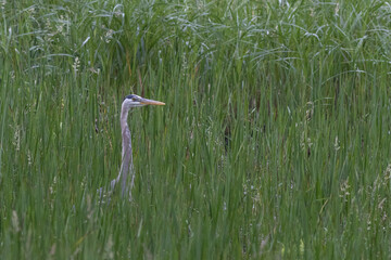 Great Blue Heron