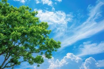 Obraz premium Tree And Sky. Green Tree Top Line Over Blue Sky and Clouds Background in Summer Landscape