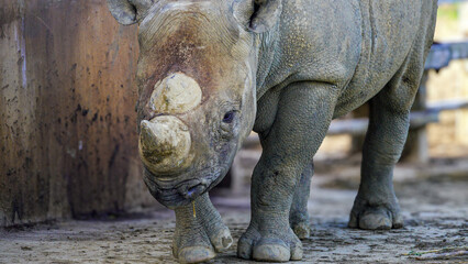 Naklejka premium Eastern Black Rhino in a field. Portrait at Folly Farm. 1 of 7 zoos in the UK caring for this critically endangered animal in their wildlife conservation programmes. Only 650 rhinos left in the wild. 