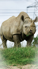 Eastern Black Rhino in a field. Portrait at Folly Farm. 1 of 7 zoos in the UK caring for this critically endangered animal in their wildlife conservation programmes. Only 650 rhinos left in the wild. 