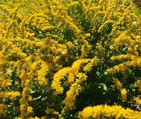 yellow flowers in spring