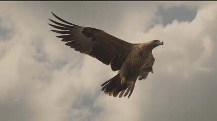 Obraz premium Majestic eagle soaring through a cloudy sky.