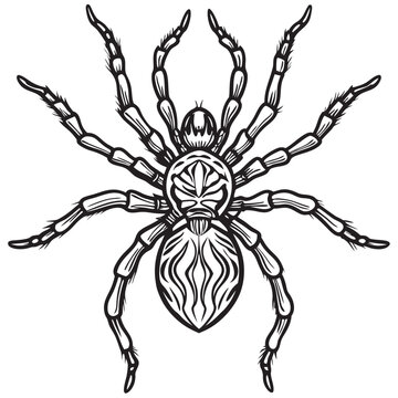 black spider drawing, top view clip art preview