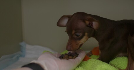 A veterinarian in a blue glove feeds dry food from the palm of his hand to a small brown dog that...