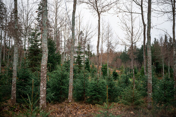 Obraz premium Christmas tree farm with evergreen trees on grassy field, holiday concept