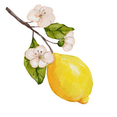 Lemon branch with green leaves watercolor illustration
