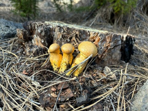 Laughing gym or Spectacular rustgill yellow color mushrooms isolated close up on the tree trunk background in the forest of Tenerife, Canary Islands. Spain 