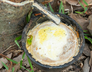 Collecting Hevea latex milky juice, extracting natural rubber close-up.