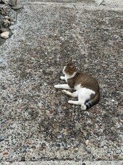A charming tabby cat lounges on a rough concrete surface, showcasing its unique fur patterns in a casual outdoor setting, perfect for pet lovers and animal enthusiasts.