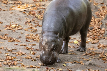 Pygmy hippopotamus Choeropsis liberiensis