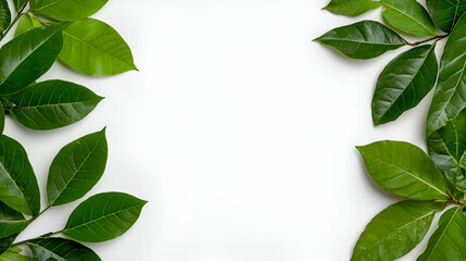 Fototapeta premium A serene arrangement of fresh green leaves framing a blank space, ideal for nature-themed designs or backgrounds.
