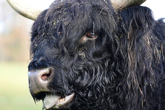 Schwarze Sch&ouml;nheit. Portrait eines Schottischen Hochland Stiers