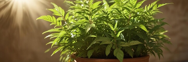 Obraz premium Lemon verbena leaves in a garden pot with sunlight filtering through the leaves , pot, nature, lemon verbena