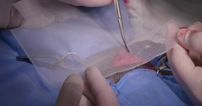 A veterinarian carefully places and adjusts surgical mesh during hernia surgery on an animal, ensuring proper positioning and support for effective healing. Mesh implantation for hernia in a pet.