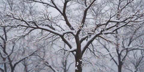 Obraz premium Snow-covered tree branches against a soft gray sky on a cold winter's day, snowy forest, soft gray sky, winter landscape