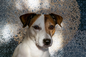 Jack Russell is a terrier. Portrait of a funny purebred dog in the rays of the sun. Pets.