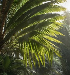 Fototapeta premium Palm fronds with sunlight filtering through the gaps, leafy, tropical