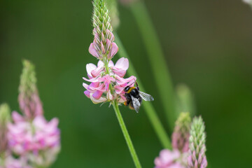 bee on a flower