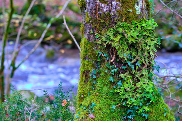 Lush Lichen on Mossy Tree in Cabuerniga valley, Cantabria, Spain.