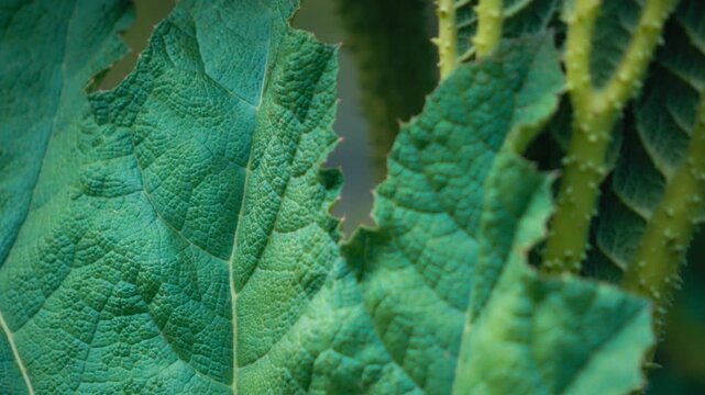 Giant rhubarb plant's green leaves