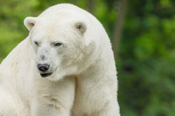Fototapeta premium Polar Bear takes a rest