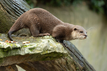 Asian small clawed otter Amblonyx cinerea, small clawed otter