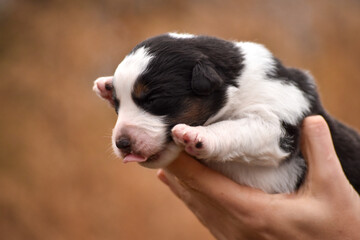 Little Australian Shepherd puppy in the palms of his hands