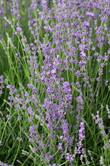 Fototapeta premium Lavender flowers bloom on a flower bed