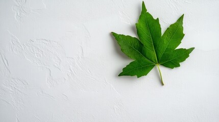 Vibrant Green Maple Leaf on White Background - A fresh maple leaf resting on a textured white surface symbolizes nature, tranquility, and simplicity.