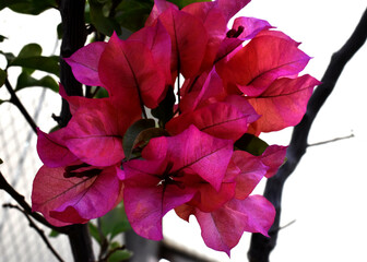 pink flowers of bougainvillea