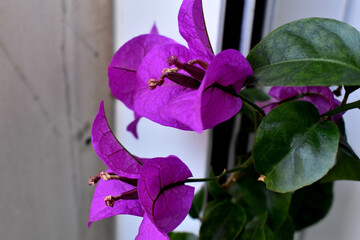 close up of  bougainvillea