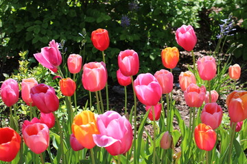 Vibrant Pink and Orange Tulips Blooming in a Spring Garden