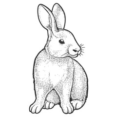 Wild Hare, Hand-Drawn Vector, Graphic Style, Cartoon Illustration, Black and White, Sketch Style, Isolated on White Background