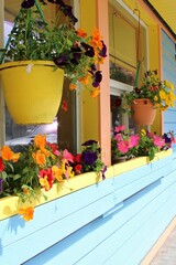 Colorful Window with Vibrant Flowers on a Sunny Day
