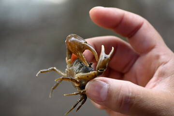 Cangrejo barranqueño