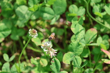Bee on White Dutch Clover