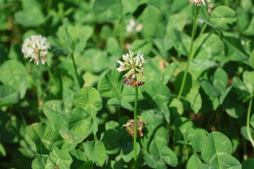 Bee on White Dutch Clover